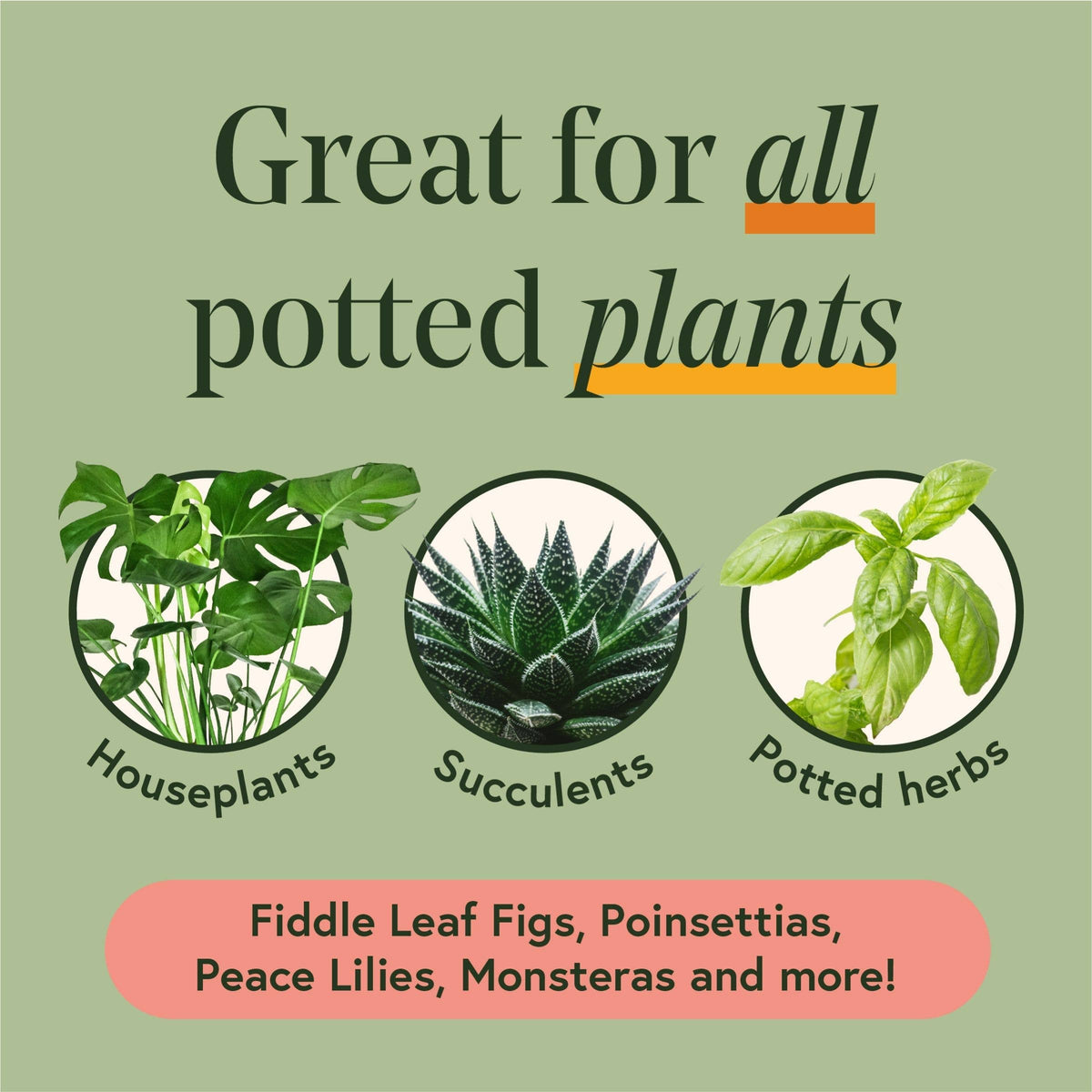 Houseplant Care Essentials Organic Starter Kit