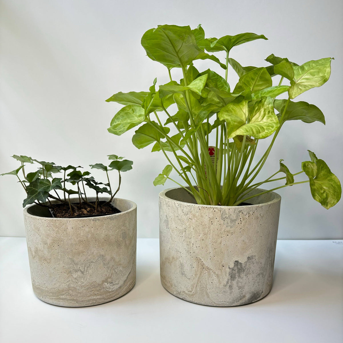 Hera - Concrete Planter Pot 6.5”