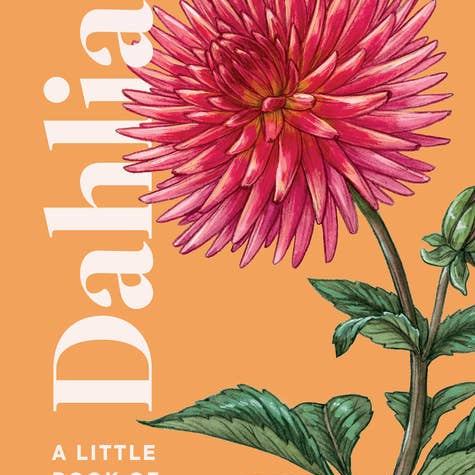 Dahlias