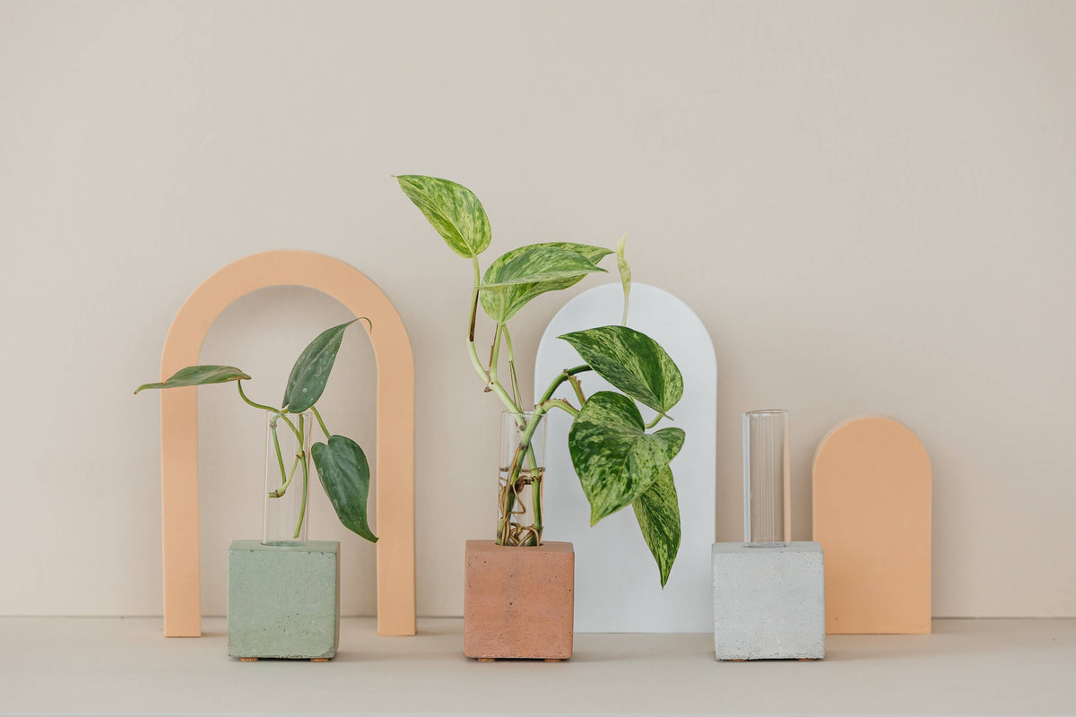 Propagation Vase | Cutting Holder and Propagation Station