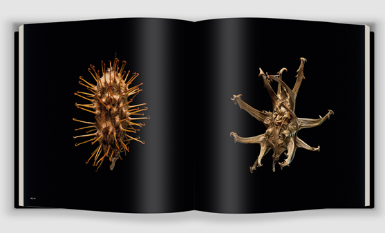 Seeds by Michel Butor