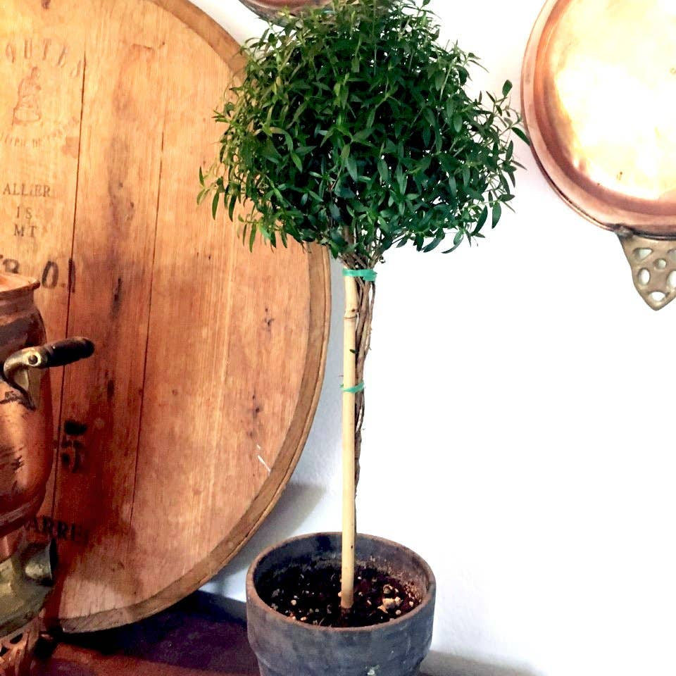 Live Plants- Myrtle  Single Ball 5