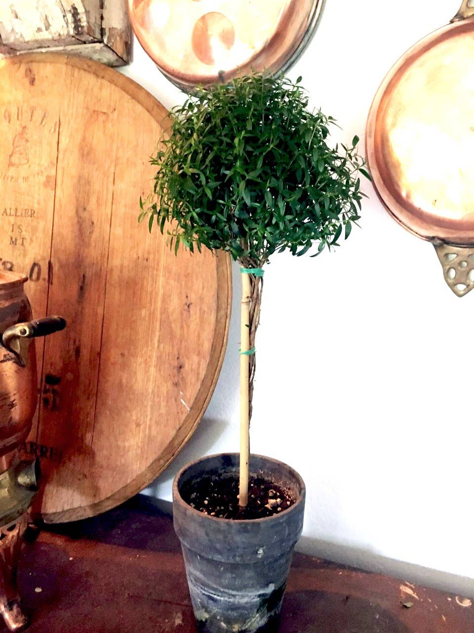 Live Plants- Myrtle  Single Ball 5
