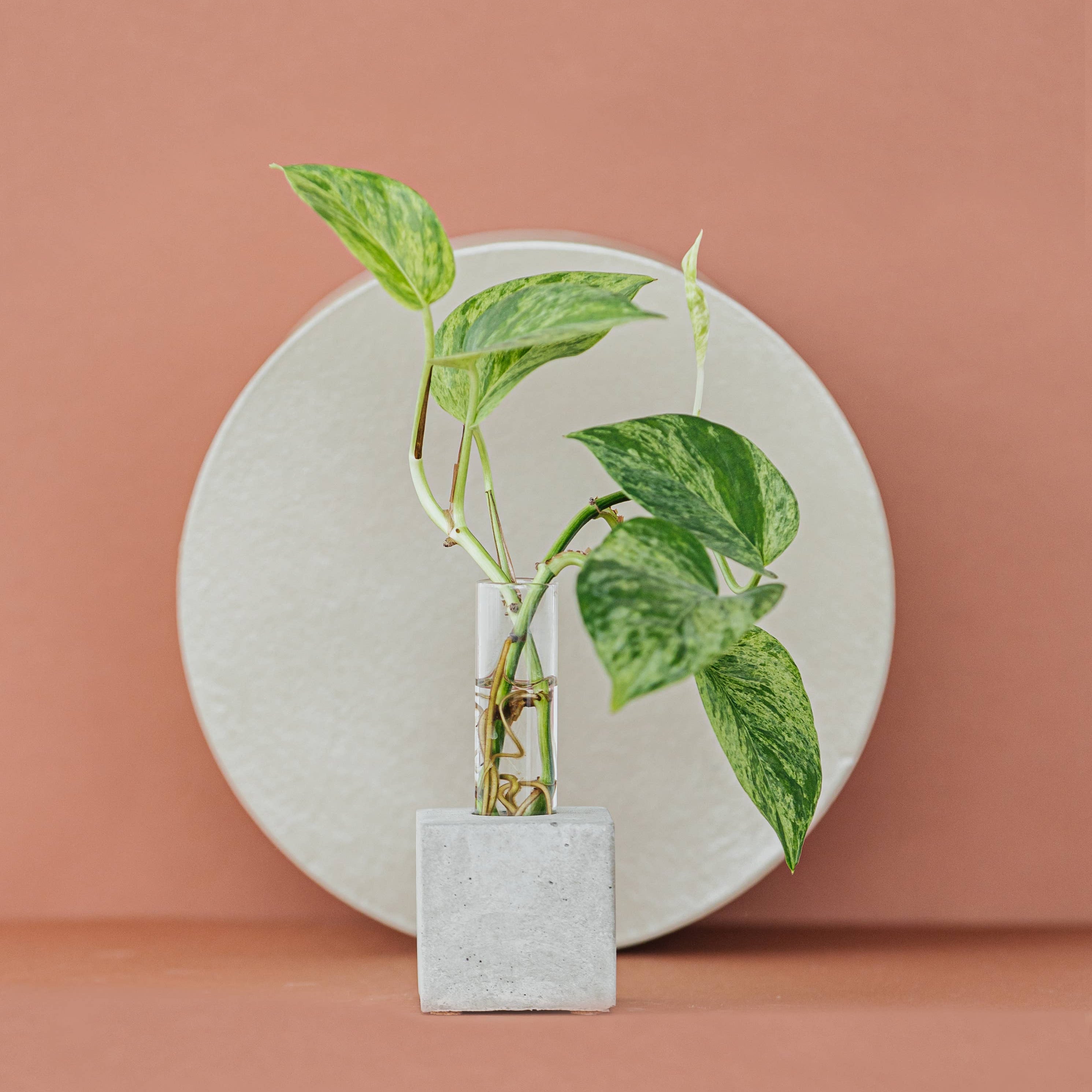 Propagation Vase | Cutting Holder and Propagation Station