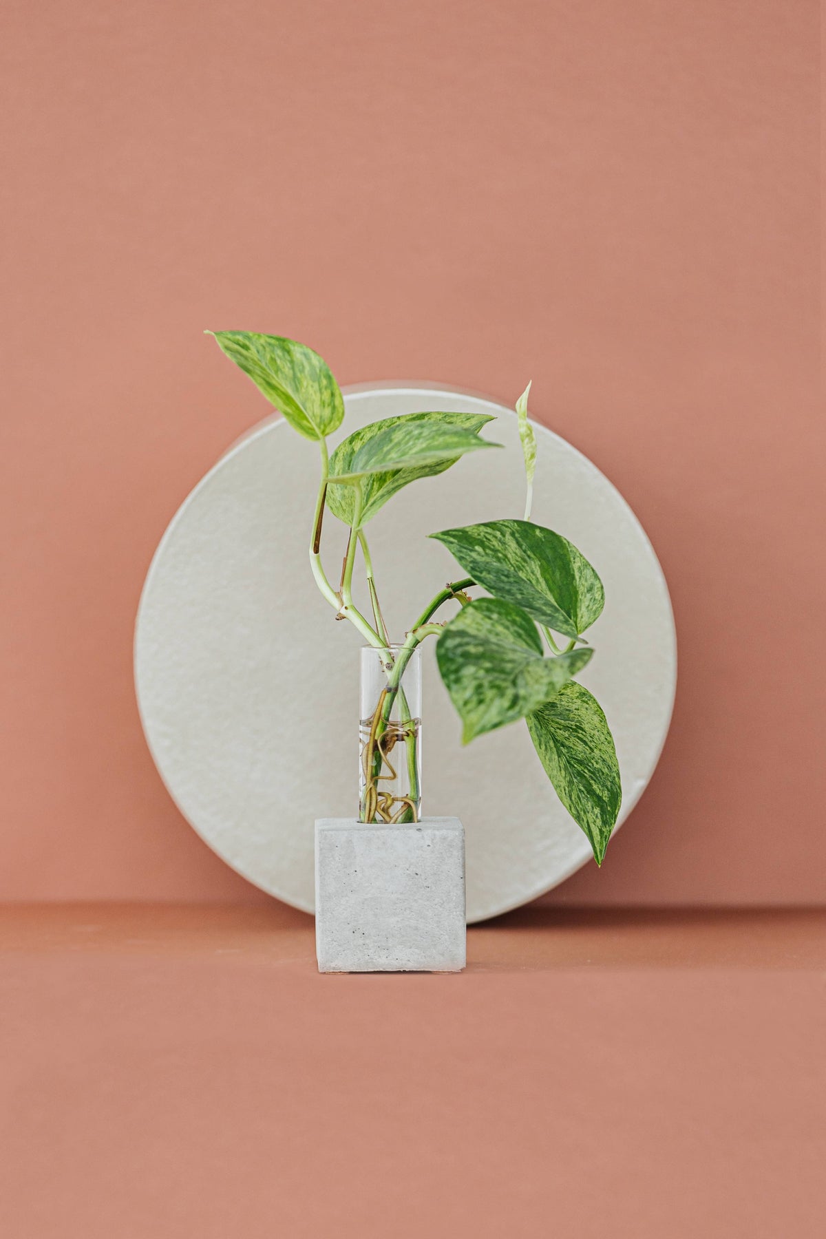 Propagation Vase | Cutting Holder and Propagation Station