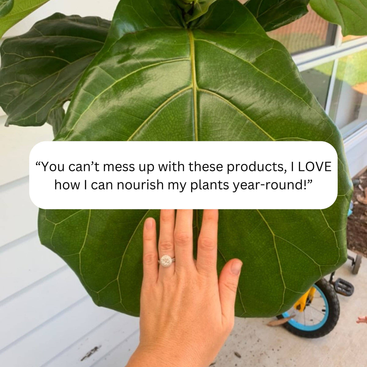 Houseplant Care Essentials Organic Starter Kit