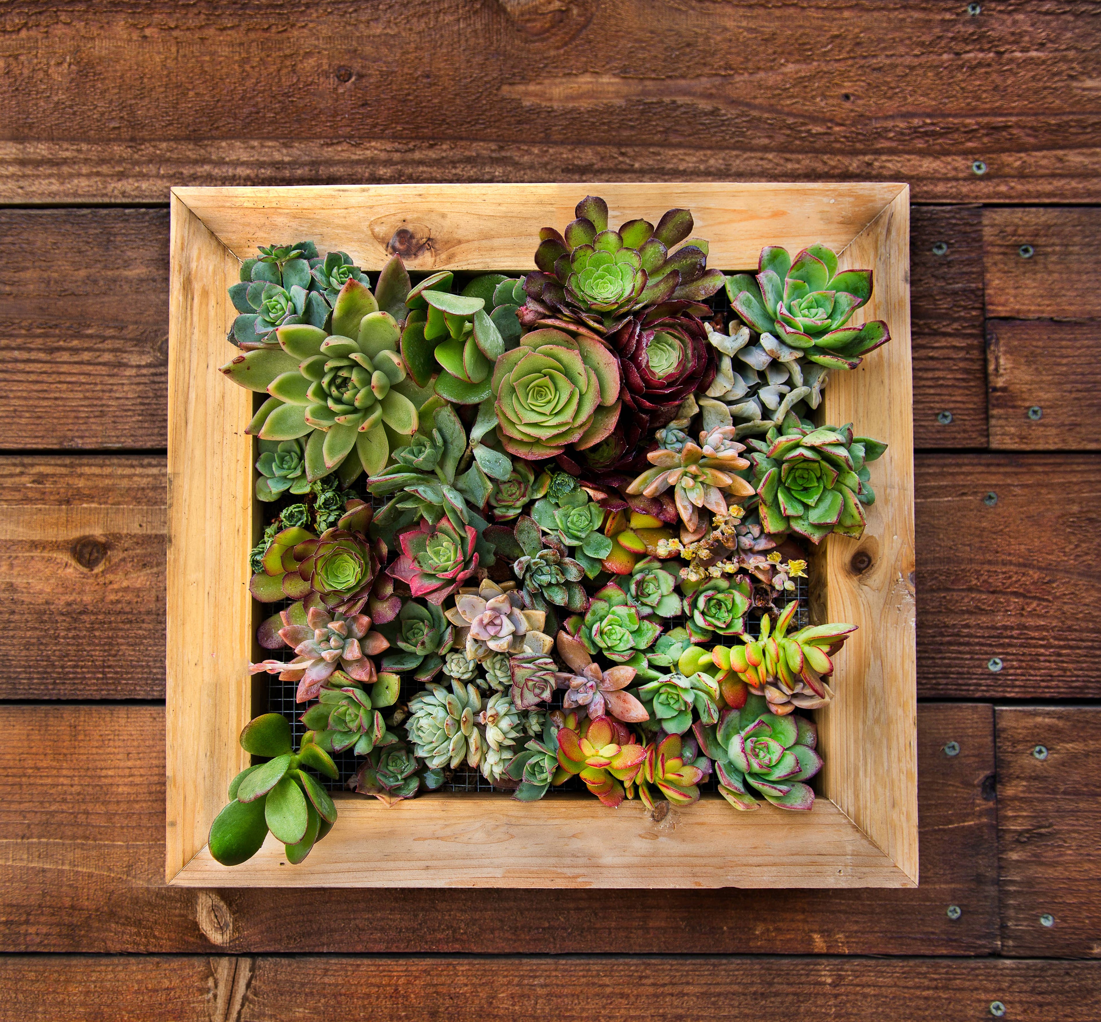 Sphagnum Moss Living Frame