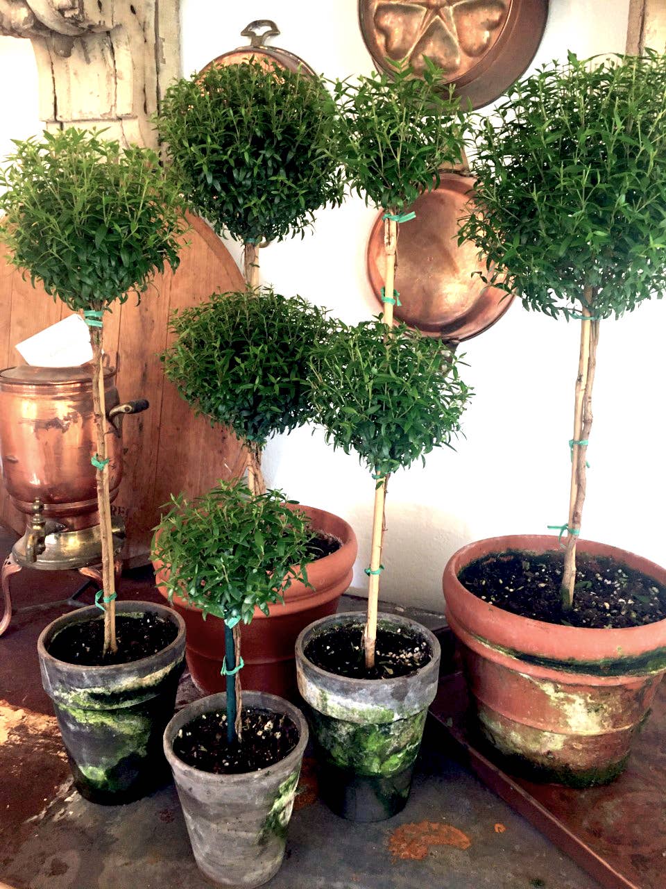Live Plants- Myrtle  Single Ball 5